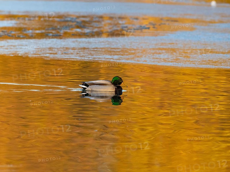 Mallard (Anas platyrhynchos), adult bird, swimming across a partially frozen lake with its reflection in the water, in late evening winterly light, Hesse, Germany