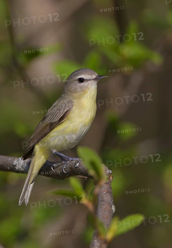 Philadelphia Vireo (Vireo philadelphicus), Ontario, Canada