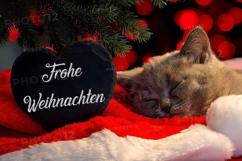 Christmas greetings: Heart with the inscription FROHE WEIHNACHTEN next to a kitten