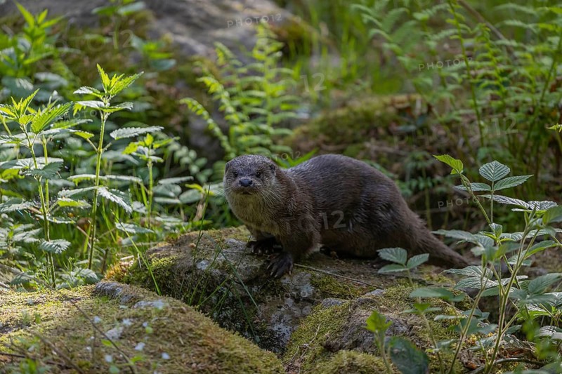 One Eurasian otter (Lutra lutra), walking over a mossy rock. Green vegetation and rocks around him