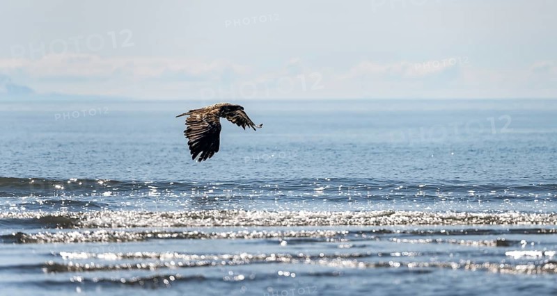 Bald eagle (Haliaeetus leucocephalus) in flight over the sea, Anchor Point at Cook Inlet, Anchor River State Recreation Area, Alaska, USA