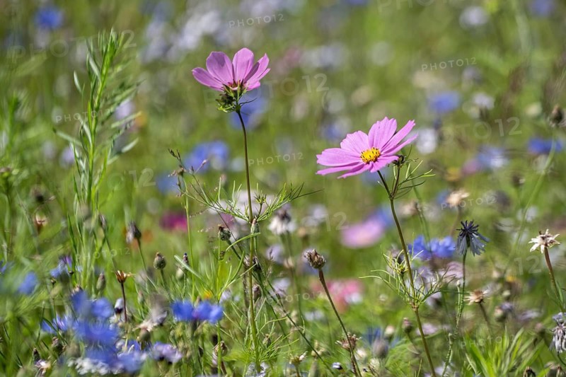 Flower meadow with cornflowers (Centaurea cyanea) and cosmos (Cosmos), Emsland, Lower Saxony, Germany
