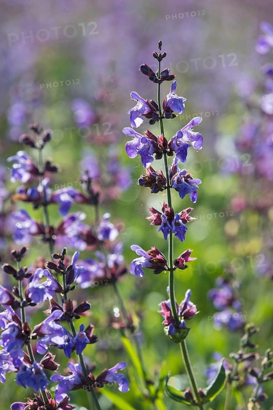 Common sage (Salvia officinalis) in bloom on the sage fields of Bombastus Werke AG in Freital, Saxony, Germany
