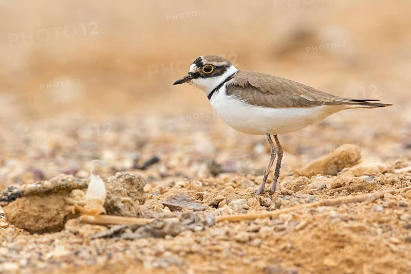 Little Ringed Plover, (Charadrius dubius), Animals, Birds, Biotope, Plover family, Israel