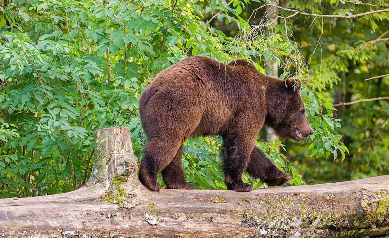 A young male Eurasian brown bear (Ursus arctos arctos) walks on a rotting log lying on the ground