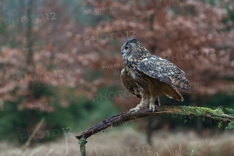 One female Eurasian Eagle Owl, Bubo bubo, perched on a branch. A forest in autumn colors in the background