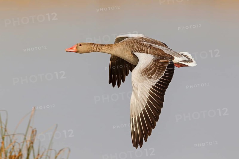 Greylag Goose (Anser anser) flying, Lake Neusiedl, Austria