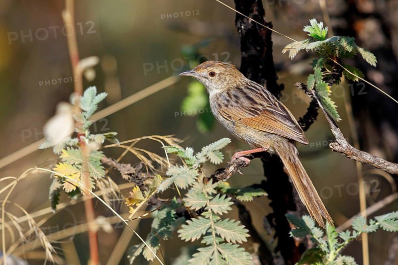 Cisticola lais, (Cisticole plaintive), songbird, Sani Pass Surroundings, Underberg, KwaZulu-Natal, South Africa