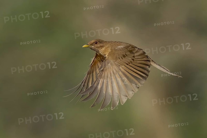 Clay-colored Thrush (Turdus grayi) flying, Texas, USA