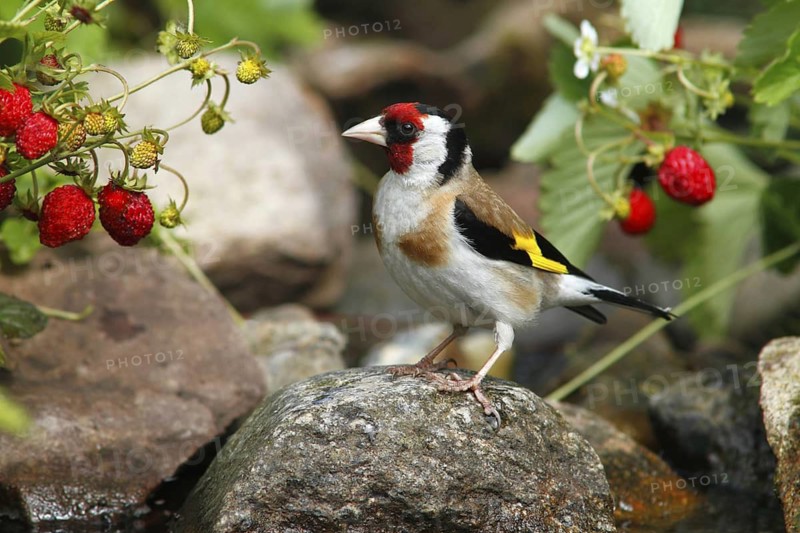 European Goldfinch (Carduelis carduelis) male perched on a stone in garden, Mecklenburg-Western Pomerania, Germany