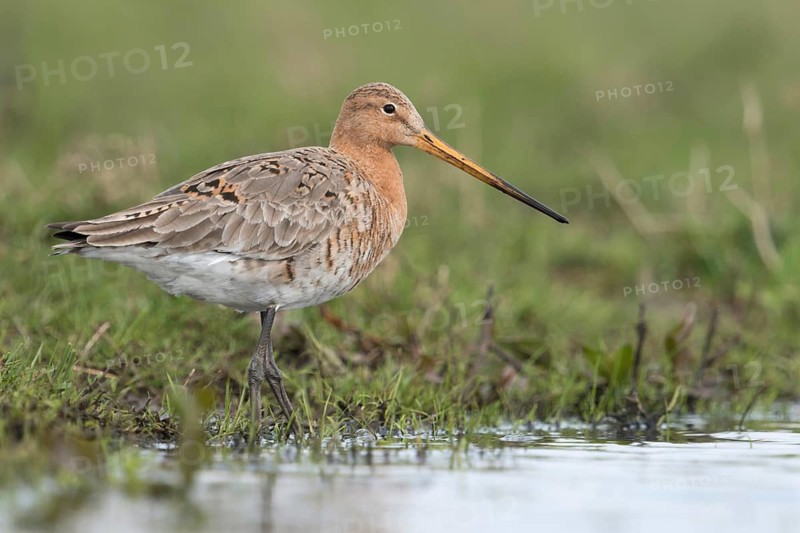 Black-tailed Godwit (Limosa limosa) foraging, Netherlands