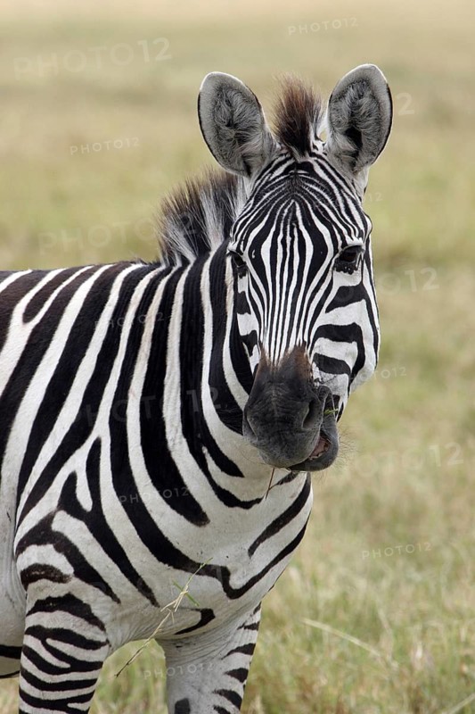 Burchell's zebra (Equus quagga burchellii) close up portrait, Ngorongoro crater, Tanzania, East Africa