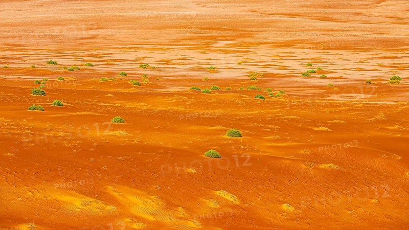 Flat sandy area with green vegetation in the Rub al Khali desert, Dhofar province, Arabian Peninsula, Sultanate of Oman