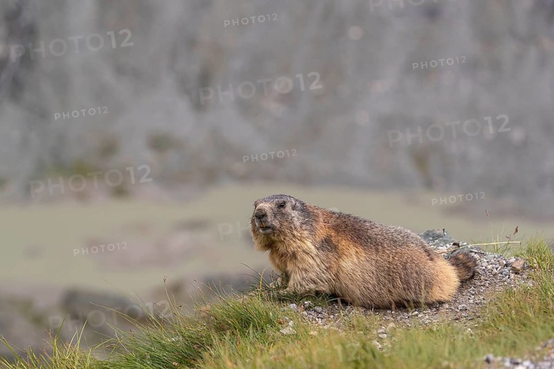 One adult Alpine Marmot, Marmota marmota, resting on a rim, observing his surrounding