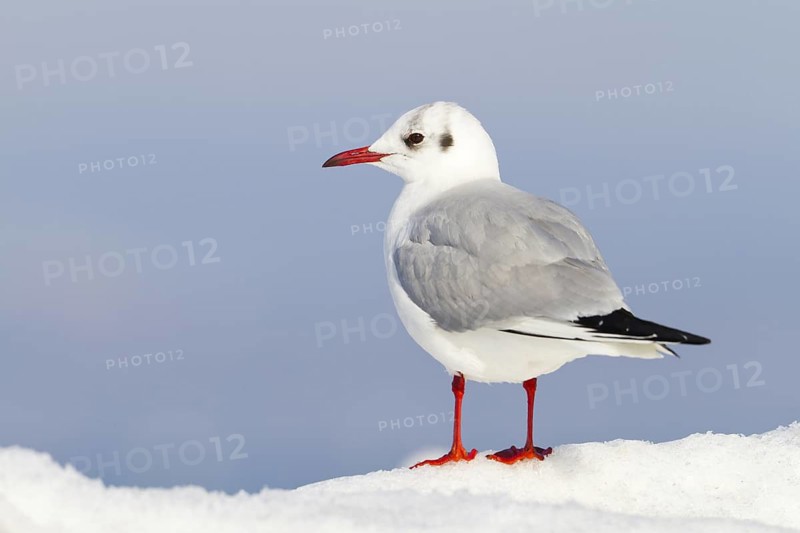 Black-headed Gull (Chroicocephalus ridibundus), Thurgovia, Switzerland