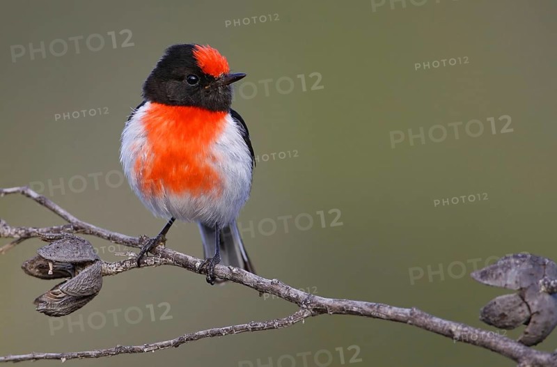 Red-capped Robin (Petroica goodenovii), Victoria, Australia
