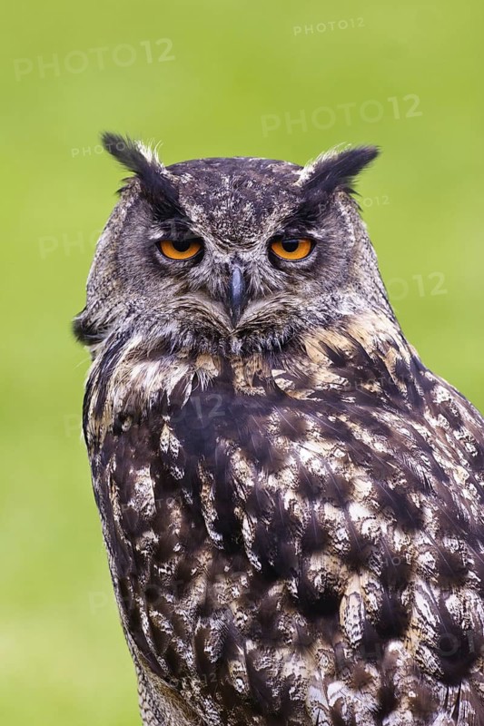 Eurasian Eagle-Owl (Bubo bubo), Bavaria, Germany
