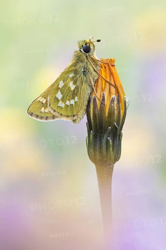 Der Komma-Dickkopffalter (Hesperia comma)