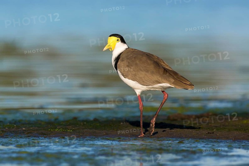 Masked Lapwing (Vanellus miles) foraging, Victoria, Australia
