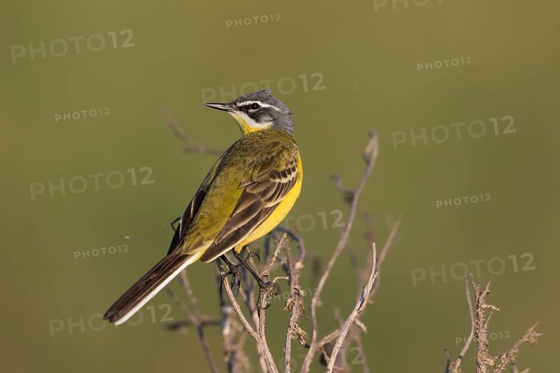 Blue-headed Wagtail - Wiesen-Schafstelze - Motacilla flava ssp. flava, Hungary, adult male