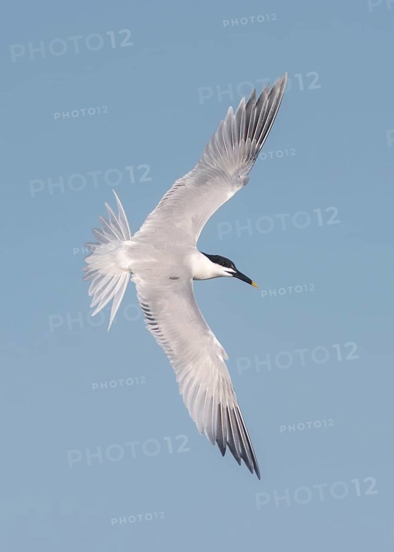 Sandwich Tern (Thalasseus sandvicensis) flying, Texas, USA