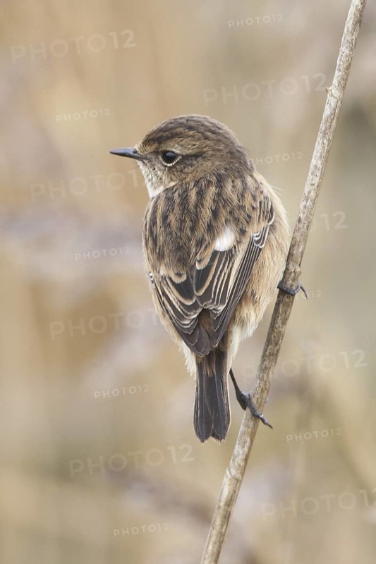 European Stonechat (Saxicola rubicola), United Kingdom