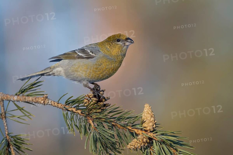 Pine Grosbeak - Hakengimpel - Pinicola enucleator, Finland