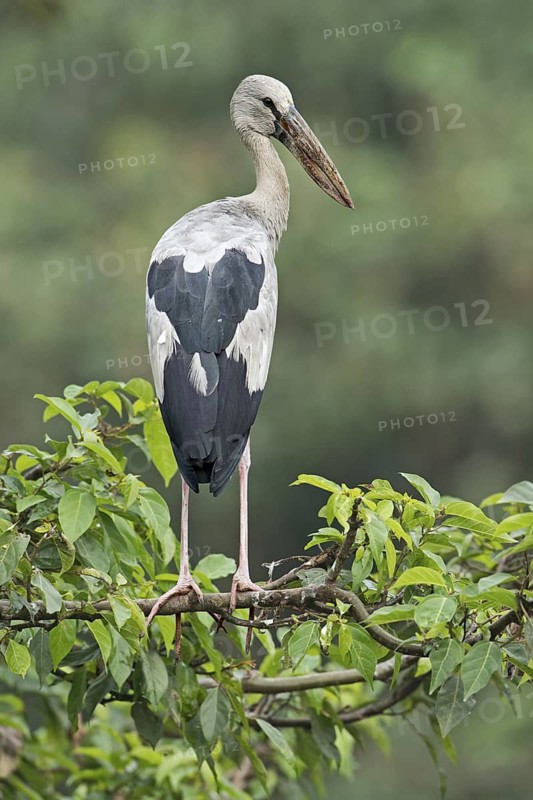 Asian Openbill (Anastomus oscitans), West Bengal, India
