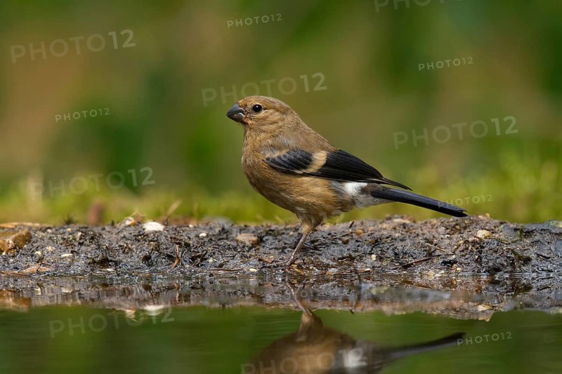 Eurasian Bullfinch (Pyrrhula pyrrhula) juvenile, Utrecht, Netherlands