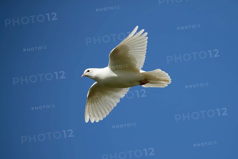 White or Release dove (Columba livia domestica) adult bird flying against a blue sky, England, United Kingdom