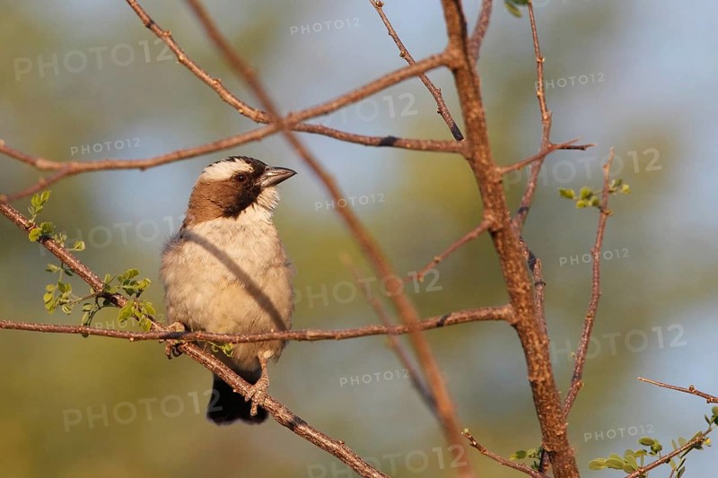 White-browed Sparrow-Weaver (Plocepasser mahali), Namibia