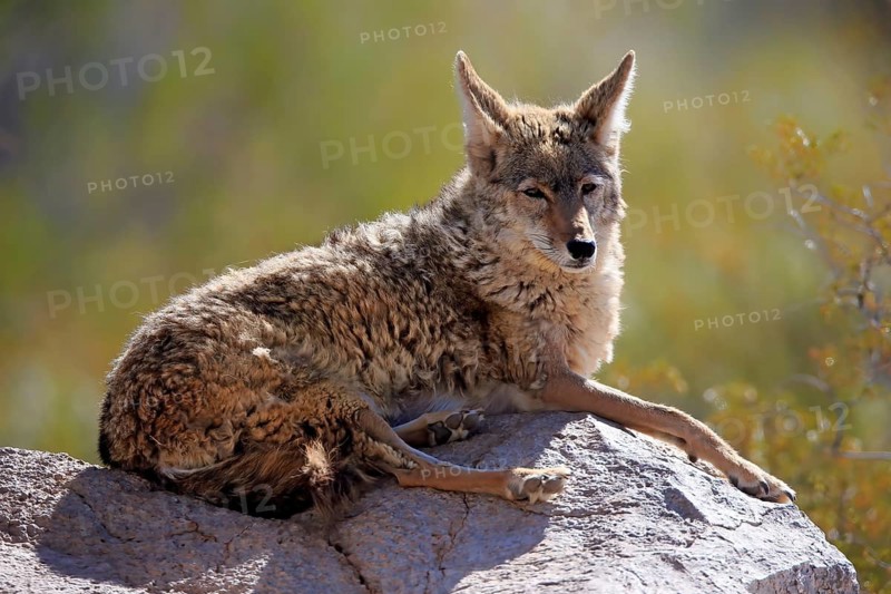 Coyote (Canis latrans), North American prairie wolf, plains wolf, adult, sitting, on rocks, Sonoran Desert, Arizona, North America, USA