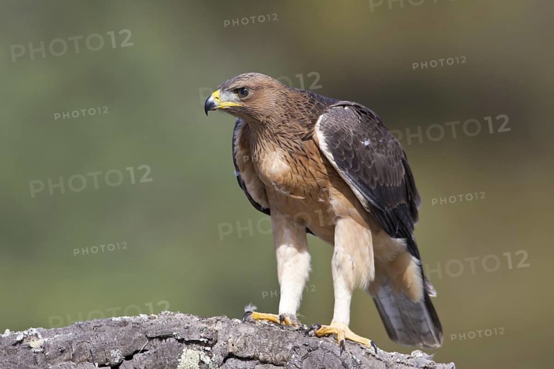 Bonelli's Eagle (Aquila fasciata) juvenile, Portugal