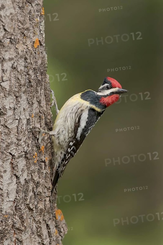 Yellow-bellied Sapsucker (Sphyrapicus varius) male climbing tree, Minnesota, USA