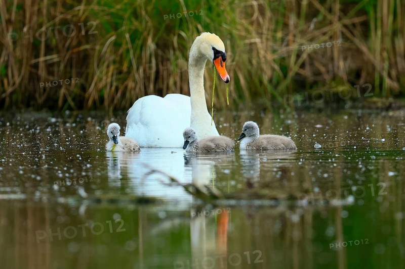 A swan with chicks exploring the surface of a pond surrounded by grass, Mute Swan, (cygnus olor), wildlife, Germany