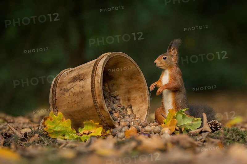 Eurasian Red Squirrel (Sciurus vulgaris) inspecting a wood tub, Netherlands