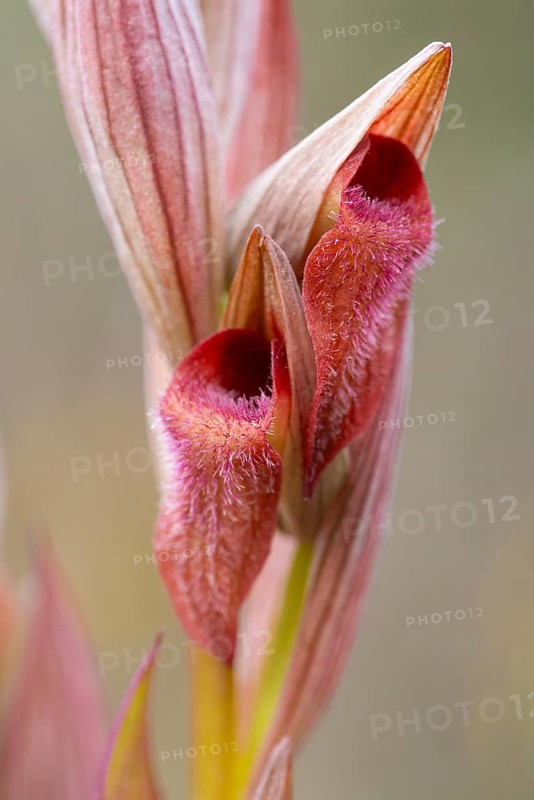 Intimate macro shot capturing the intricate detail of Serapia orchid flowers, highlighting their velvet-like textures and striking red interior