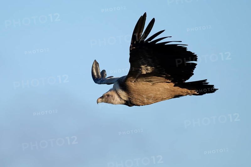 A Griffon Vulture gracefully soars across the blue sky of Alicante, Spain Its impressive wingspan and serene flight captivate the natural beauty of the region