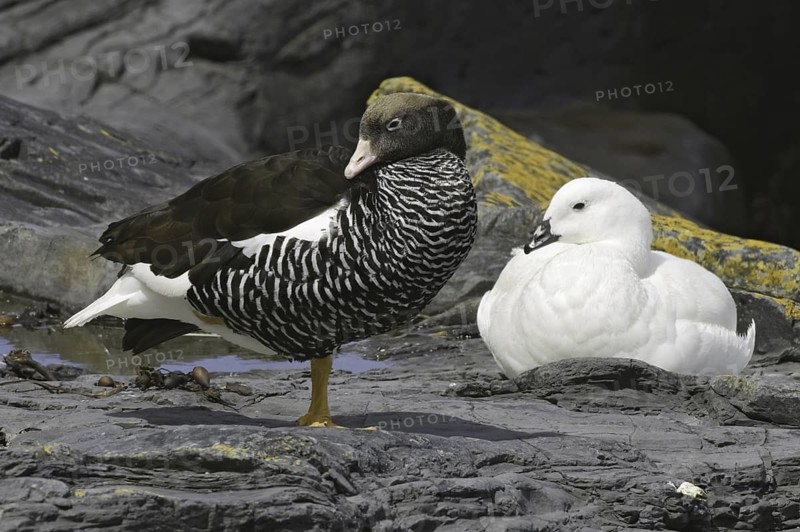 Kelp Goose (Chloephaga hybrida) female, Falkland Islands