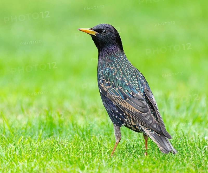 Starling (Sturnus vulgaris), adult bird standing on a lawn in the garden, Lower Saxony, Germany