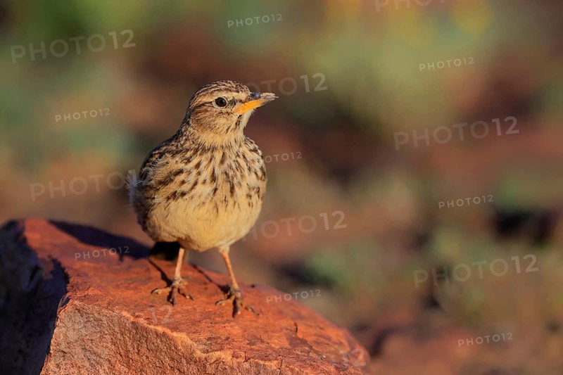 Bush Pipit (Anthus caffer), adult, on rocks, vigilant, Pilanesberg National Park, North West Province, South Africa, Africa, Germany