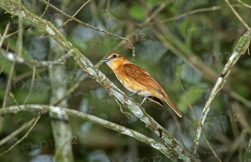 Cinnamon Becard Pachyramphus cinnamomeus La Selva Biological Station OTS, Heredia, Costa Rica April Adult Tityridae