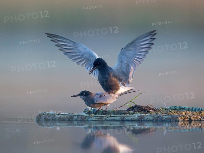Black Tern (Chlidonias niger) pair mating, Mecklenburg-Western Pomerania, Germany