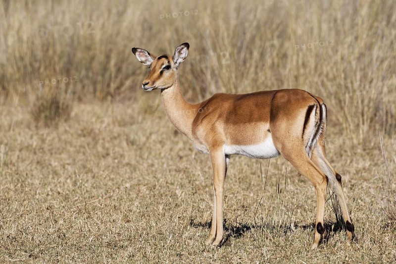Common impala (Aepyceros melampus), adult female in dry grassland, savanna, Mahango Core Area, Bwabwata National Park, Kavango East, Caprivi Strip, Namibia