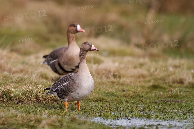 Greater White-fronted Goose (Anser albifrons), North Rhine-Westphalia, Germany