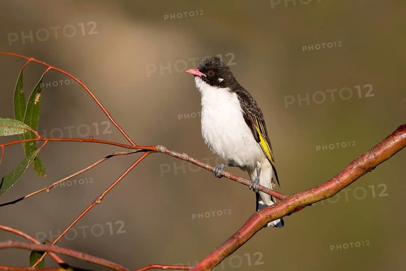 Painted Honeyeater (Grantiella picta), Victoria, Australia