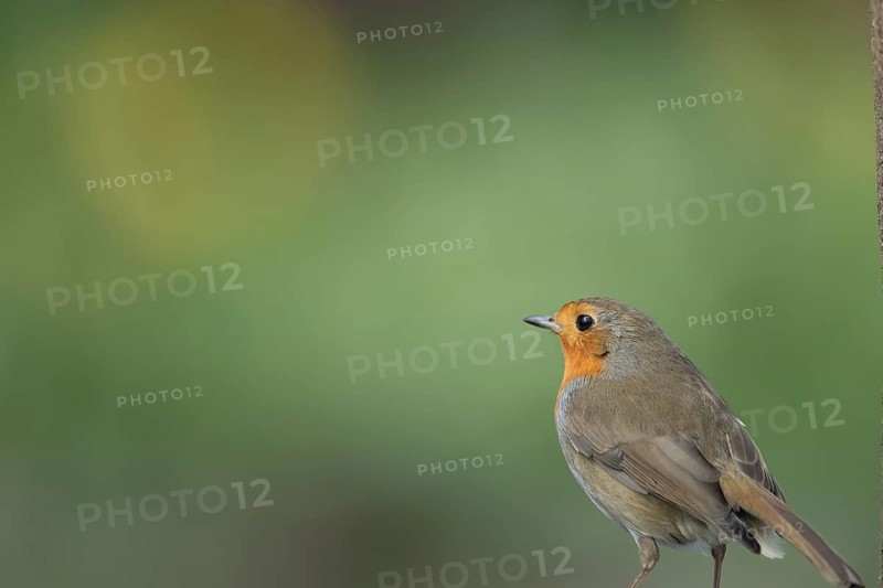 European robin (Erithacus rubecula) adult garden bird head portrait, Suffolk, England, United Kingdom