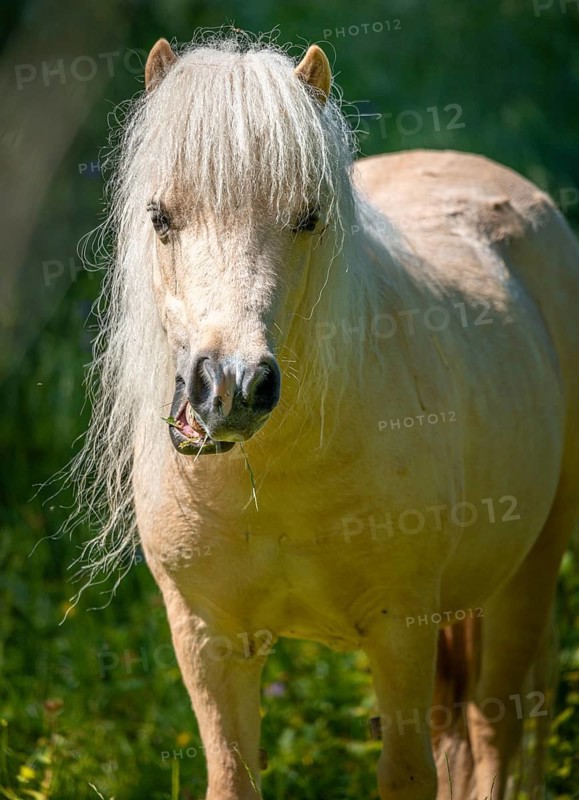 Portrait of a white pony (Equus) on a green meadow, Ternitz, Lower Austria, Austria