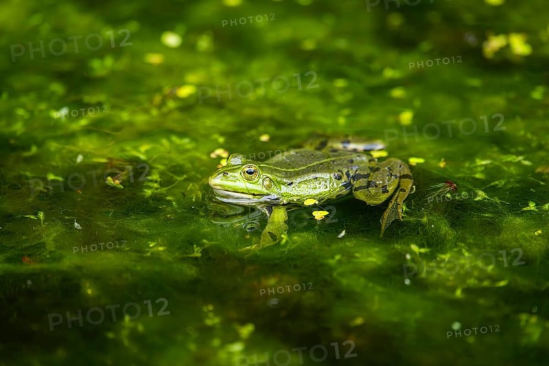 Edible frog (Pelophylax esculentus) in a little lake in the water, Bavaria, Germany
