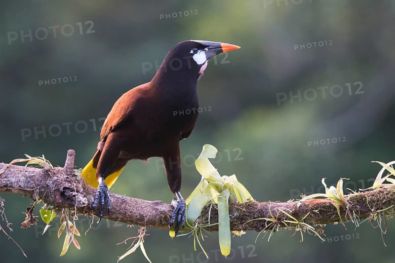 Montezuma's forehead bird (Gymnostinops montezuma), Costa Rica